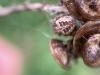 Larinioides cornutus
